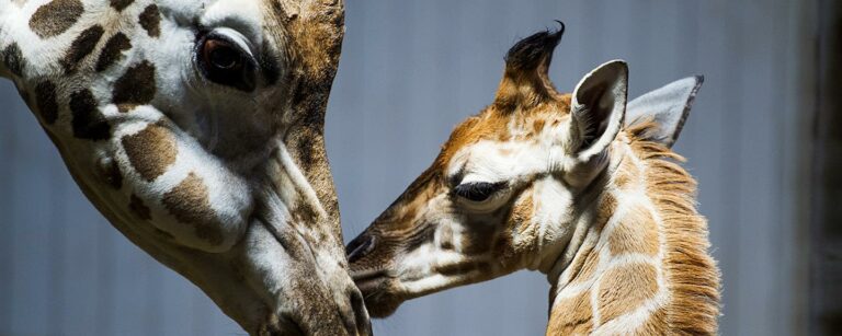 Borås Djurpark Giraff