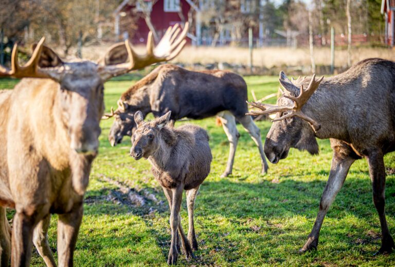 Virum Älgpark Älgar